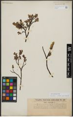 Foto von Salix waldsteiniana Willd.